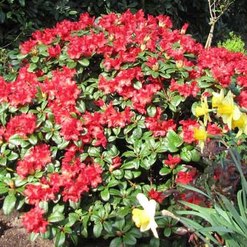 1 sadz, Rhododendron (Różanecznik) Scarlet Wonder - Sadzonki: Ilość w opakowaniu: 1 sadz