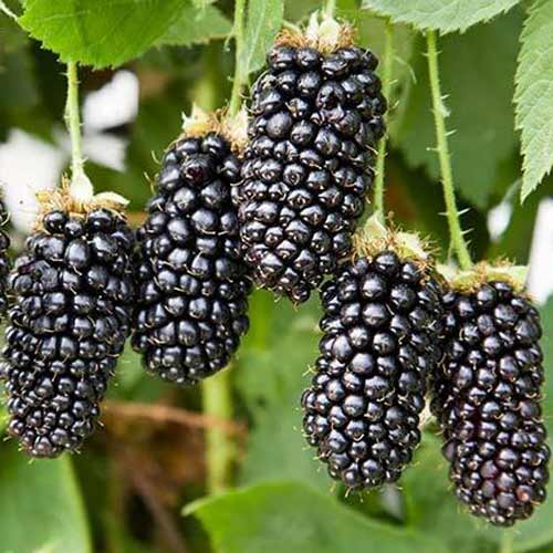 2 sadz, Jeżyna bezkolcowa Karaka Black - Sadzonki: Ilość w opakowaniu: 2 sadz
