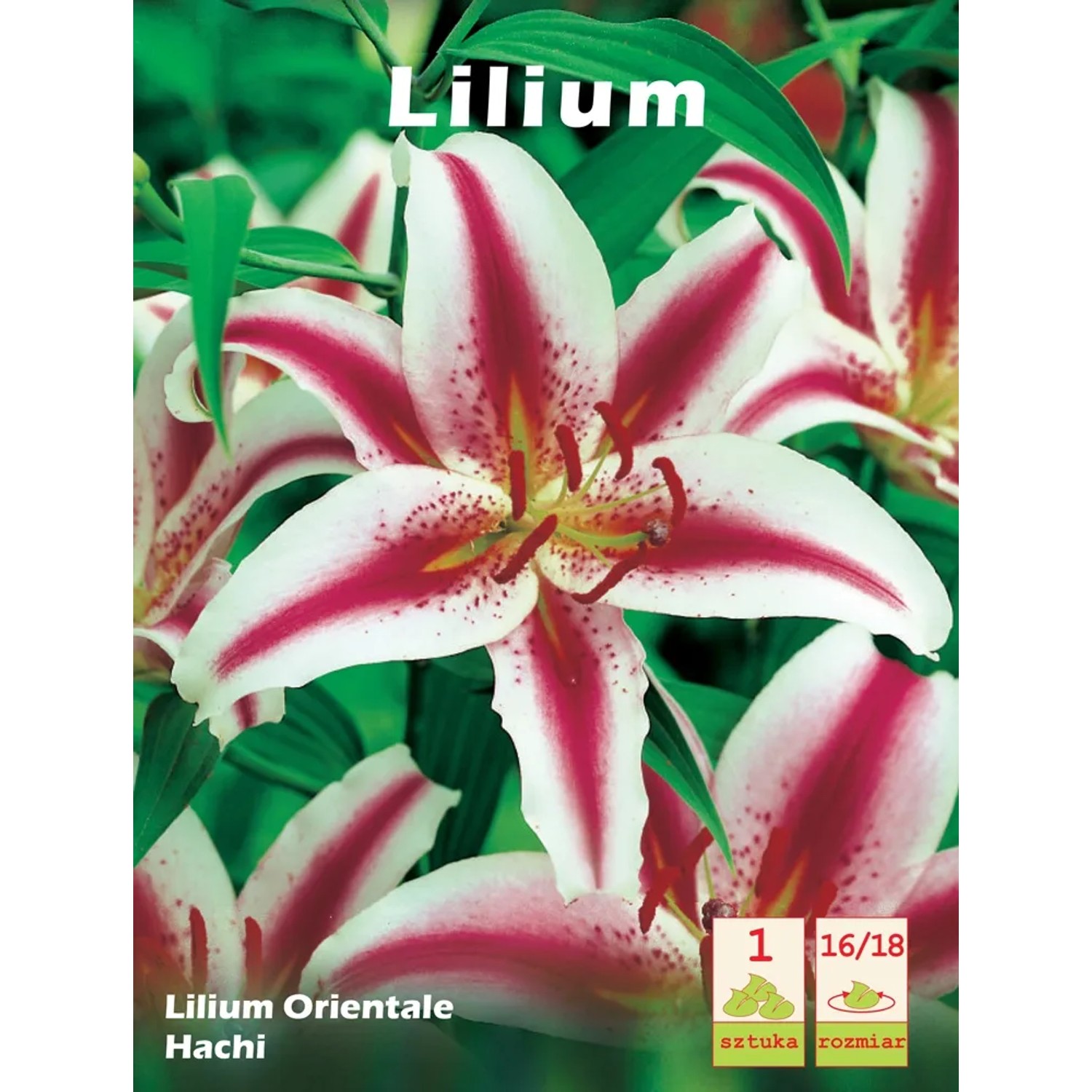 Lilia - Lilium orientale Hachi 1 szt.