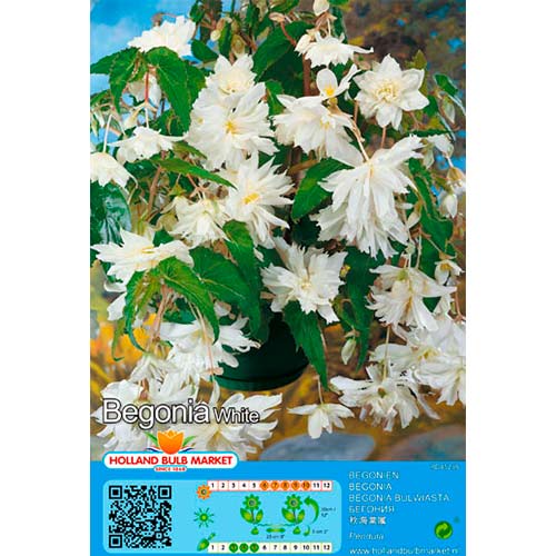 2 buc, Begonie Pendula White - Bulbi: Mod de ambalare: 2 buc