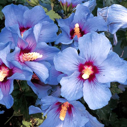 1 none, Hibiscus Albastru Gigant - : Mod de ambalare: 1 none