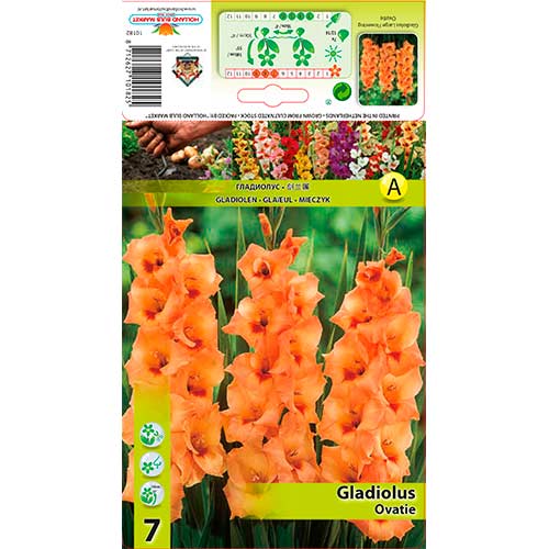 7 Stück, Großblumige Gladiole Ovatie - Zwiebeln: Ilość w opakowaniu: 7 Stück