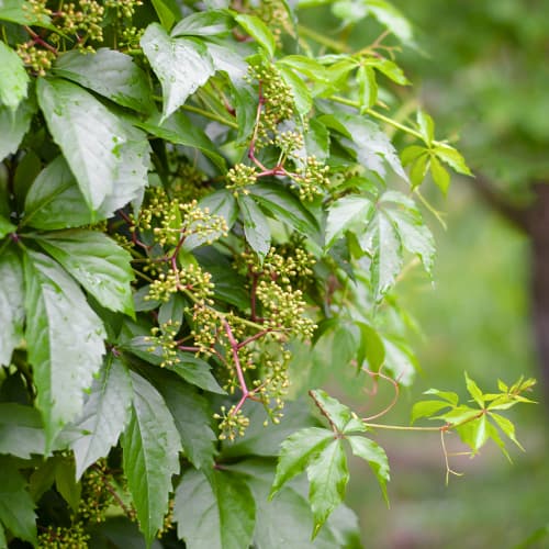 Parthenocissus Quinquefolia, P9 - Plántulas: Ilość w opakowaniu: 1 plant