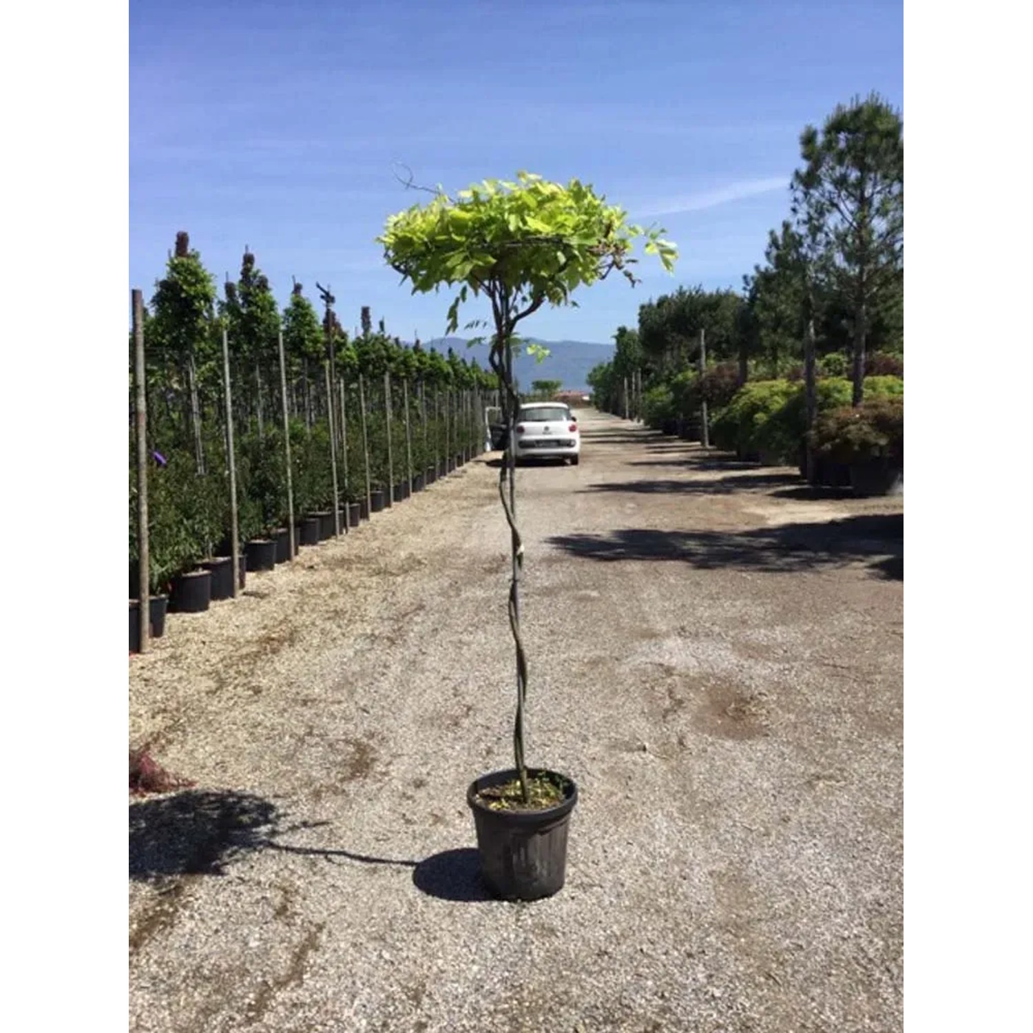 Wisteria parasol - wys. 175-200 cm