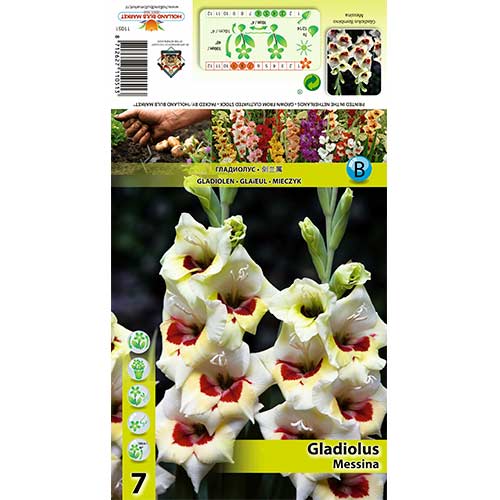 7 Stück, Großblumige Gladiole Messina - Zwiebeln: Ilość w opakowaniu: 7 Stück