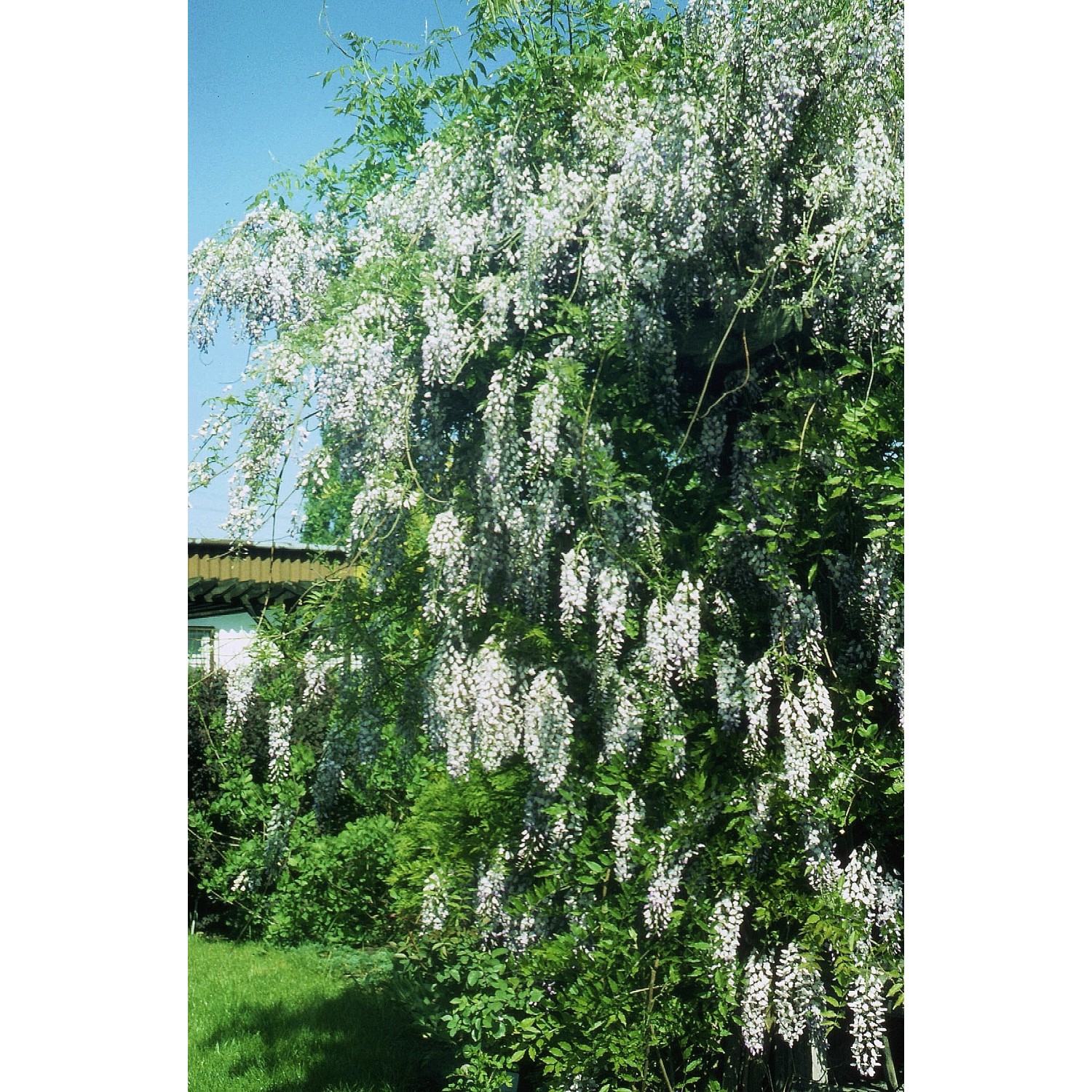 Glicynia chińska w odmianach (Wisteria sp.)