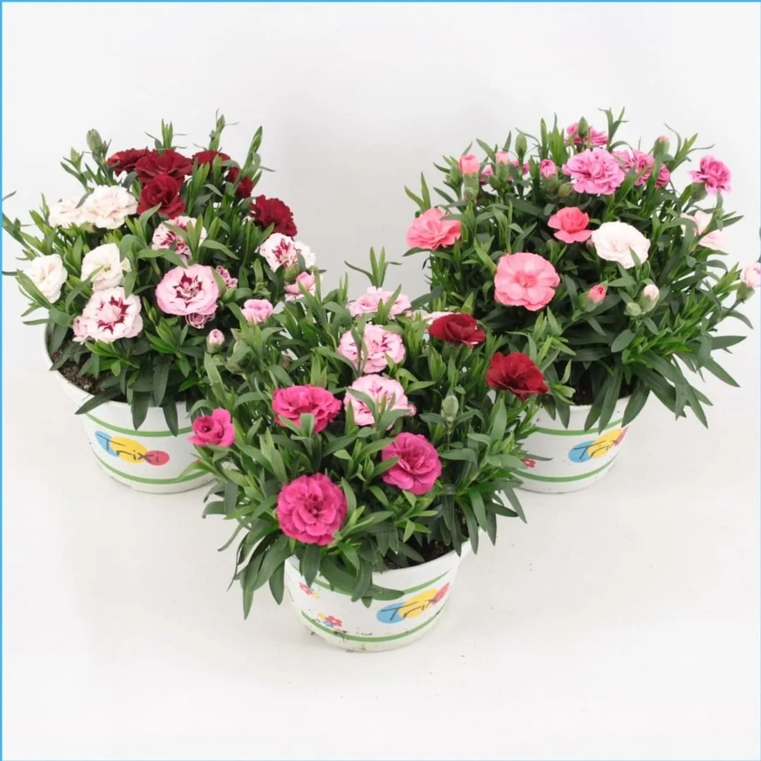 Dianthus Trixi Oscar - wys. 20 - 25 cm
