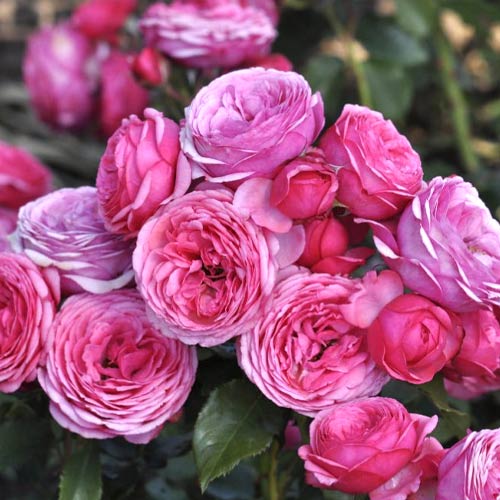 1 saz, Růže floribunda Pink Vaza , C3 - : Monžstvo balíkov: 1 saz