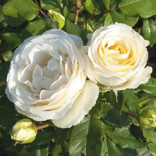 1 saz, Růže floribunda Pearl Vaza , C3 - : Monžstvo balíkov: 1 saz