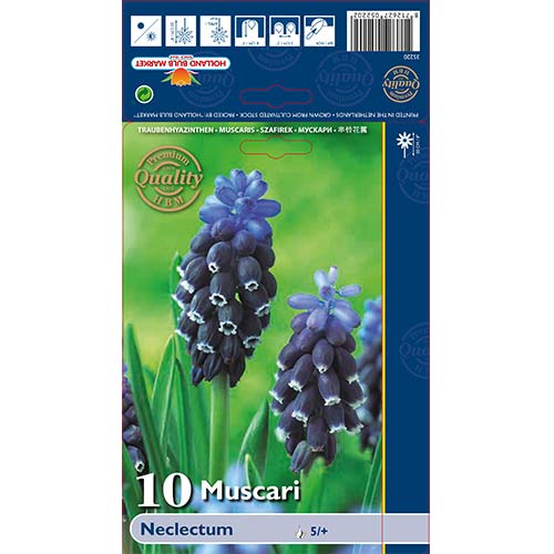 10 Stück, Traubenhyazinthe Neclectum - Blumenzwiebeln: Ilość w opakowaniu: 10 Stück