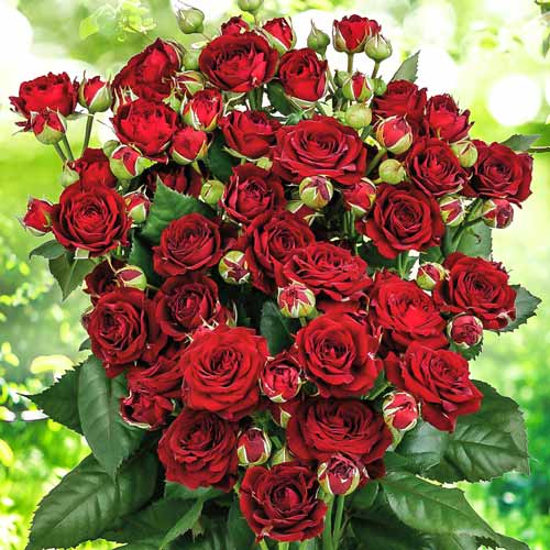 1 szt, Róże miniaturowe Red Sensation - Sadzonki: Ilość w opakowaniu: 1 sadz