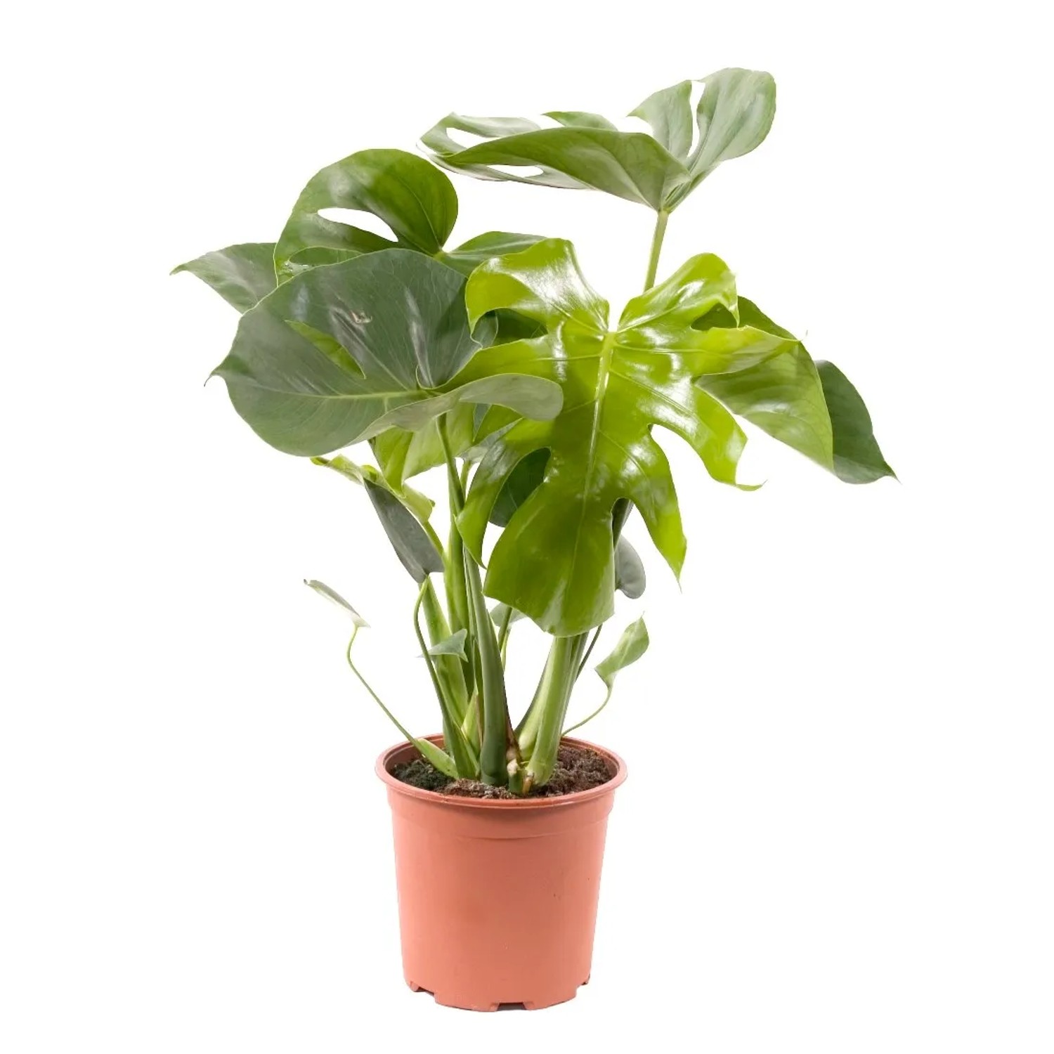 Monstera dziurawa (Monstera deliciosa) - don. 14 cm