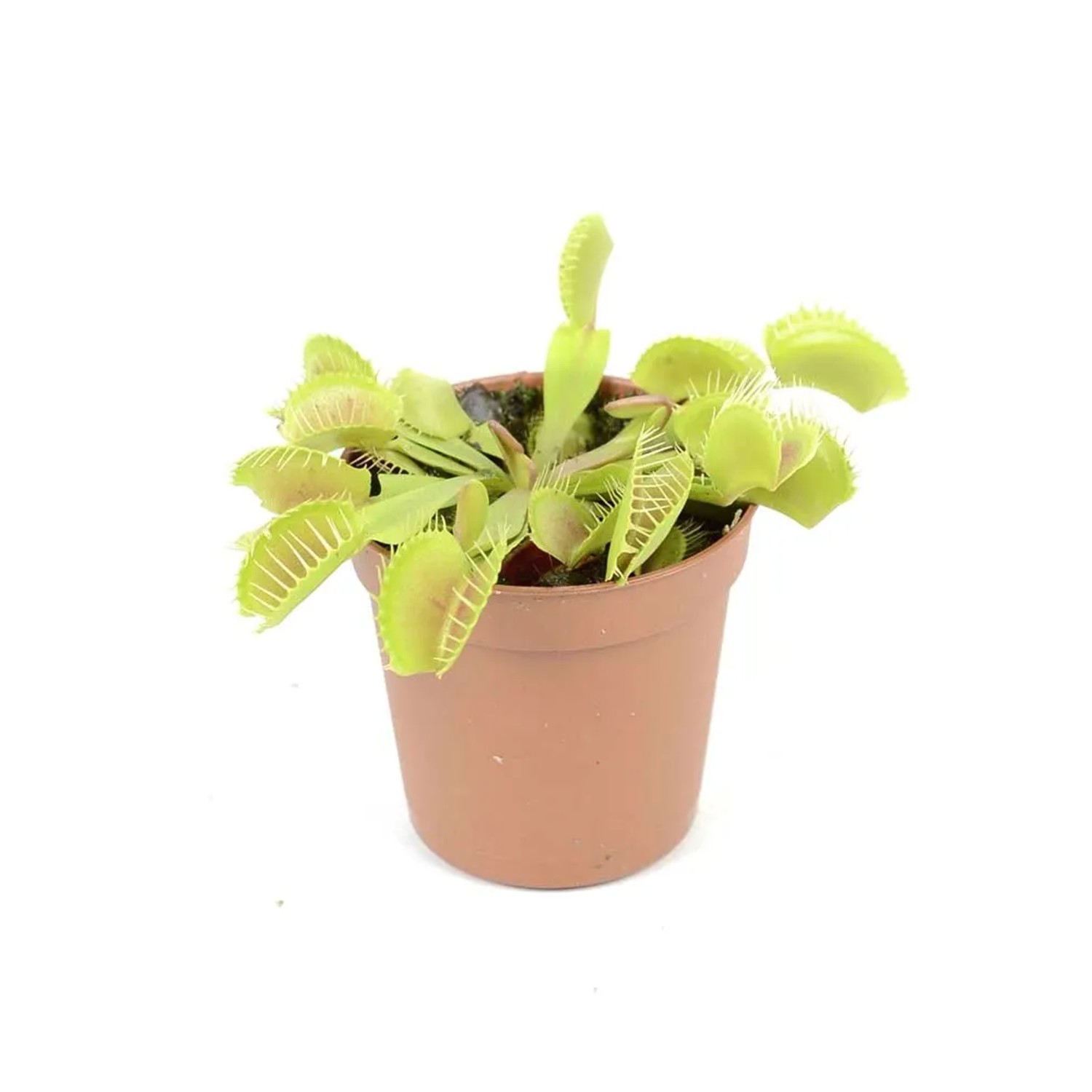 Muchołówka amerykańska mini (Dionea muscipula) - don. 6 cm