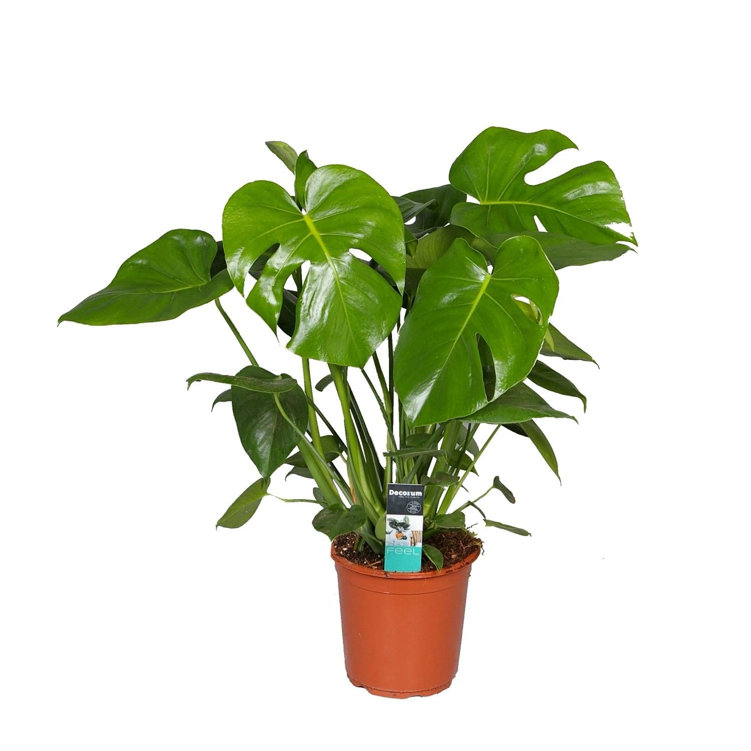 Monstera dziurawa (Monstera deliciosa) 6 pędów - don. 21 cm