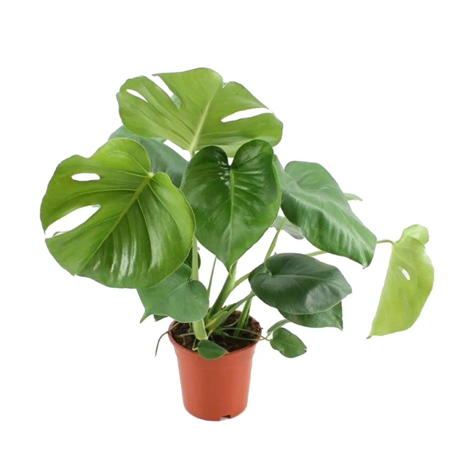 Monstera dziurawa (Monstera deliciosa) don. 17 cm