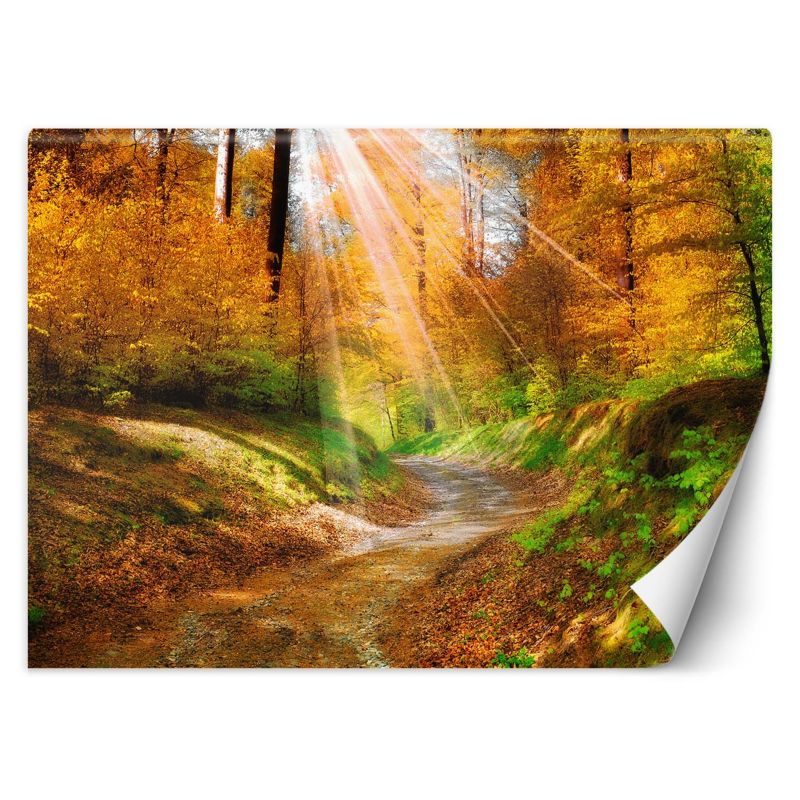 Fototapeta Feeby Ścieżka w lesie 150x105 1 szt