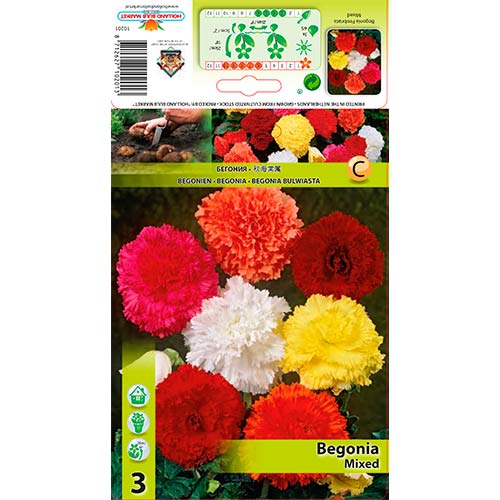 1 szt, Begonia Fimbriata, mix kolorów - Byliny: Ilość w opakowaniu: 3 szt.