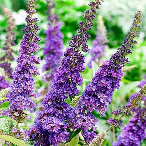 1 buc, Liliac de vară African Quenn - Răsaduri: Mod de ambalare: 1 buc