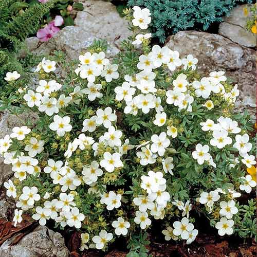 1 buc, Potentilla Bella Bianca - Răsaduri: Mod de ambalare: 1 buc