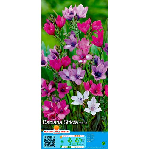 10 buc, Babiana mix multicolor - Bulbi: Mod de ambalare: 10 buc
