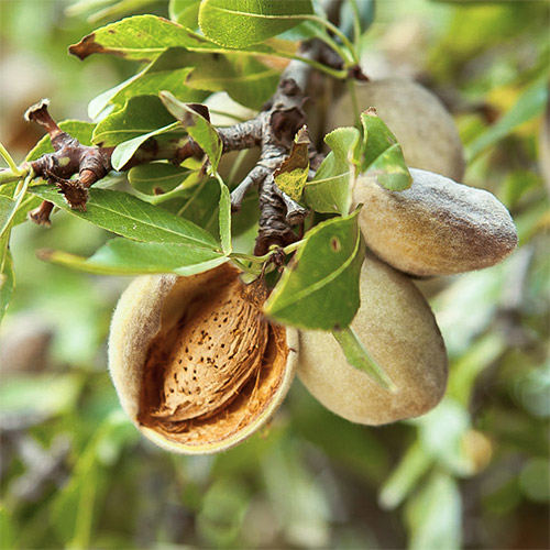 1 buc, Migdal Desert - Puieți: Mod de ambalare: 1 buc