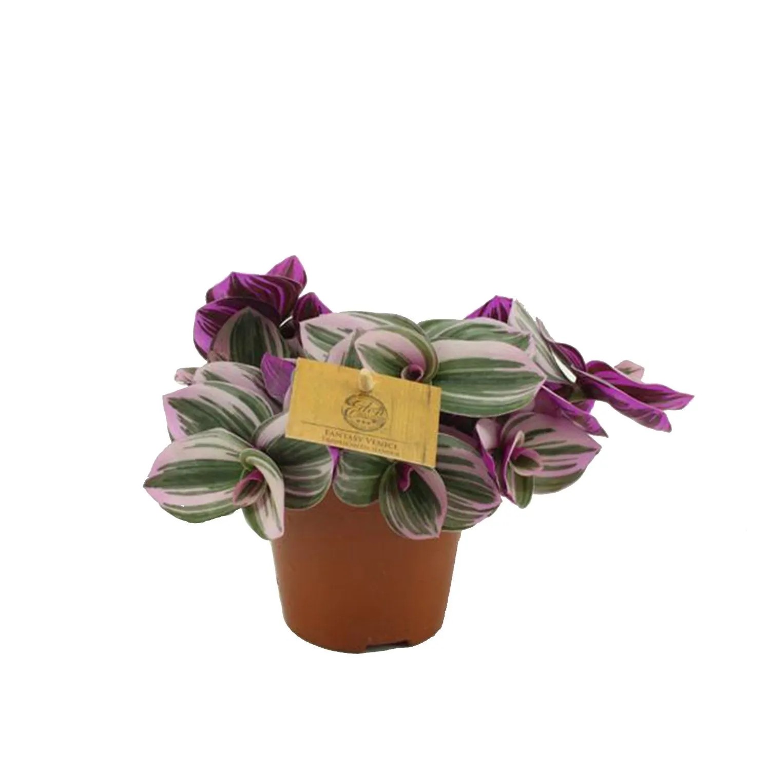 Tradescantia nanouk wys. 15-20cm