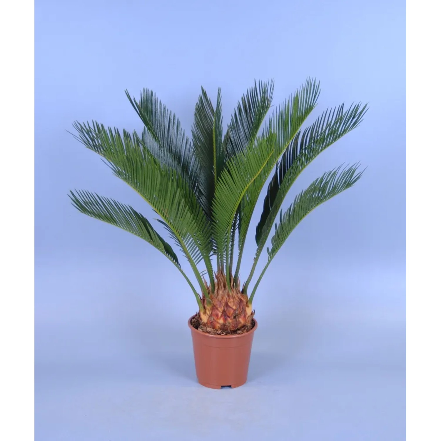 Sagowiec (Cycas revoluta) 6 liści wys. 45cm don. 12cm