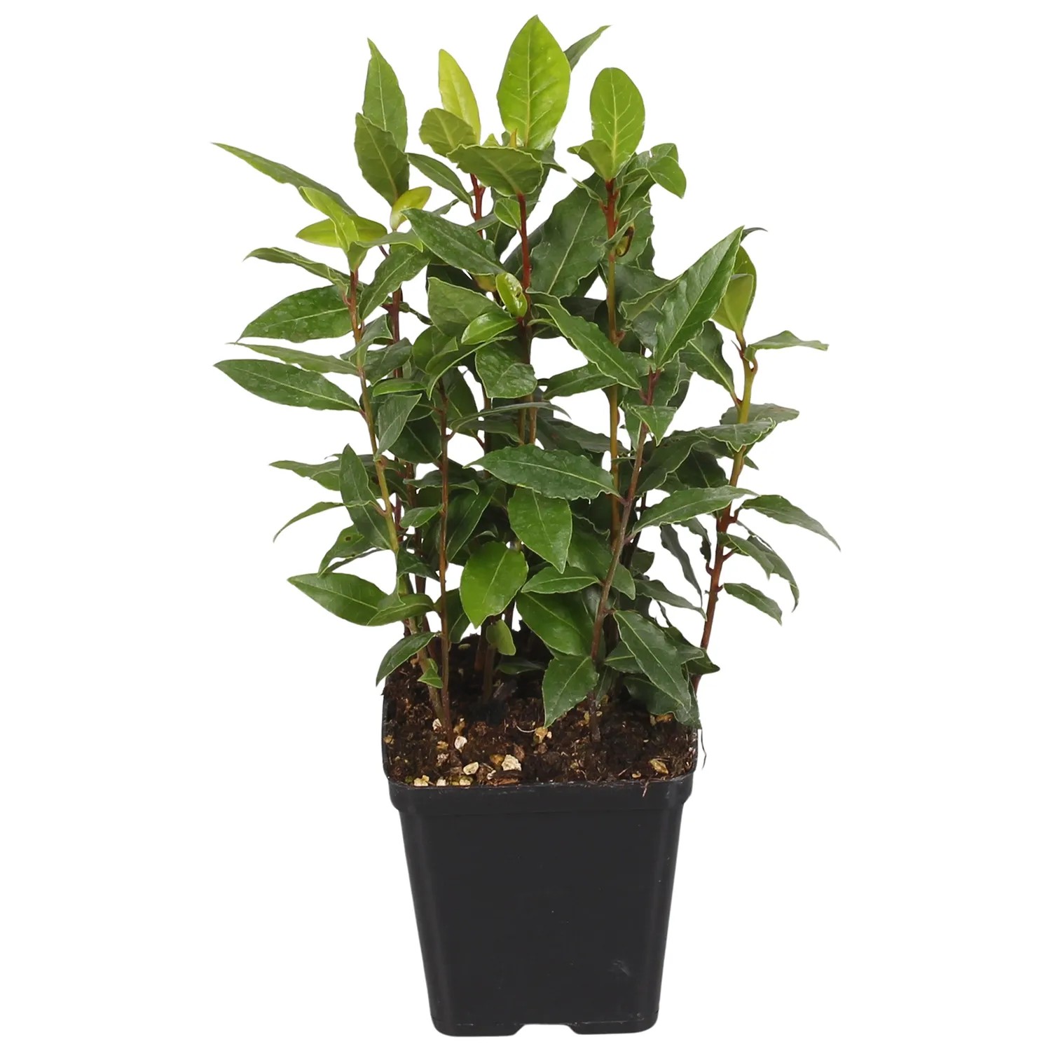 Wawrzyn szlachetny (Laurus Nobilis) don. 9 cm