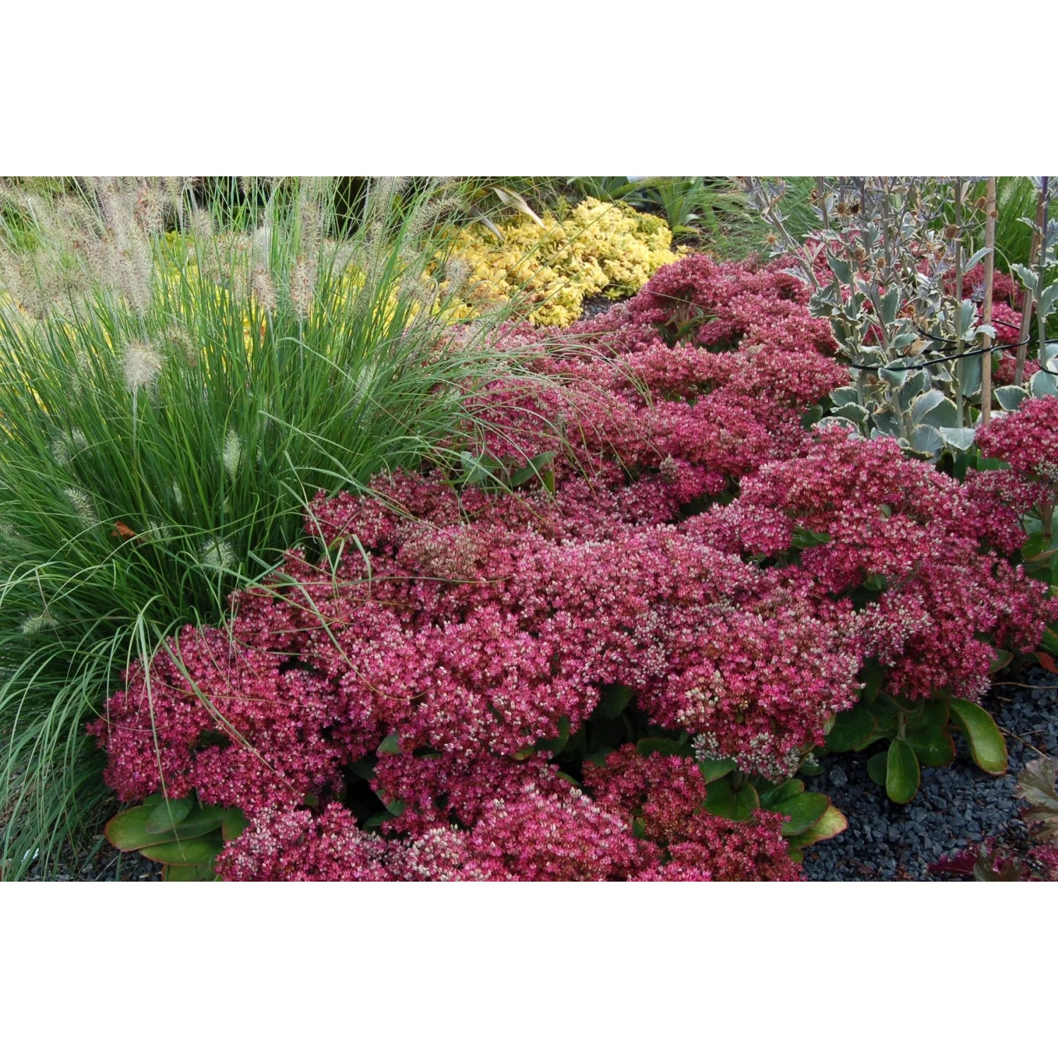 Sedum