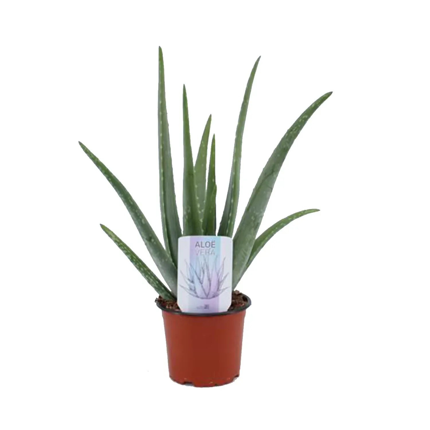 Aloe Vera wys. 30-40cm don. 12cm