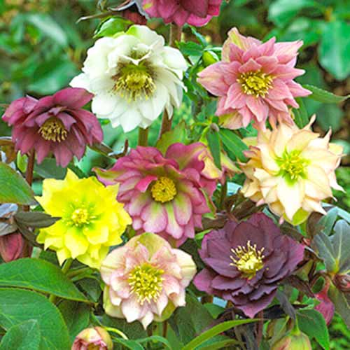 3 buc, Spânz (Helleborus) Double Ellen mix multicolor - Bulbi: Mod de ambalare: 3 buc