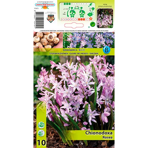 10 buc, Chionodoxa Rosea - Bulbi: Mod de ambalare: 10 buc