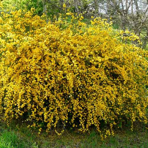 1 buc, Kerria japonica Aureovariegata - Răsaduri: Mod de ambalare: 1 buc