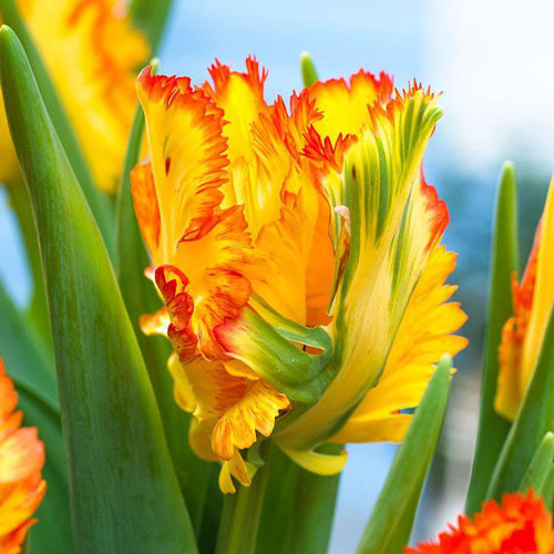 5 Stück, Tulpe Carribean Parrot - Blumenzwiebeln: Ilość w opakowaniu: 5 Stück