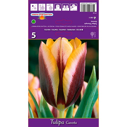 Tulip Gavota - Bulbos: Ilość w opakowaniu: 5 bulbe