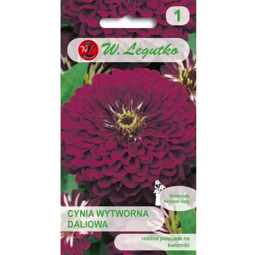 1 szt, Cynia daliowa Violet Queen - Nasiona: Ilość w opakowaniu: 1 g