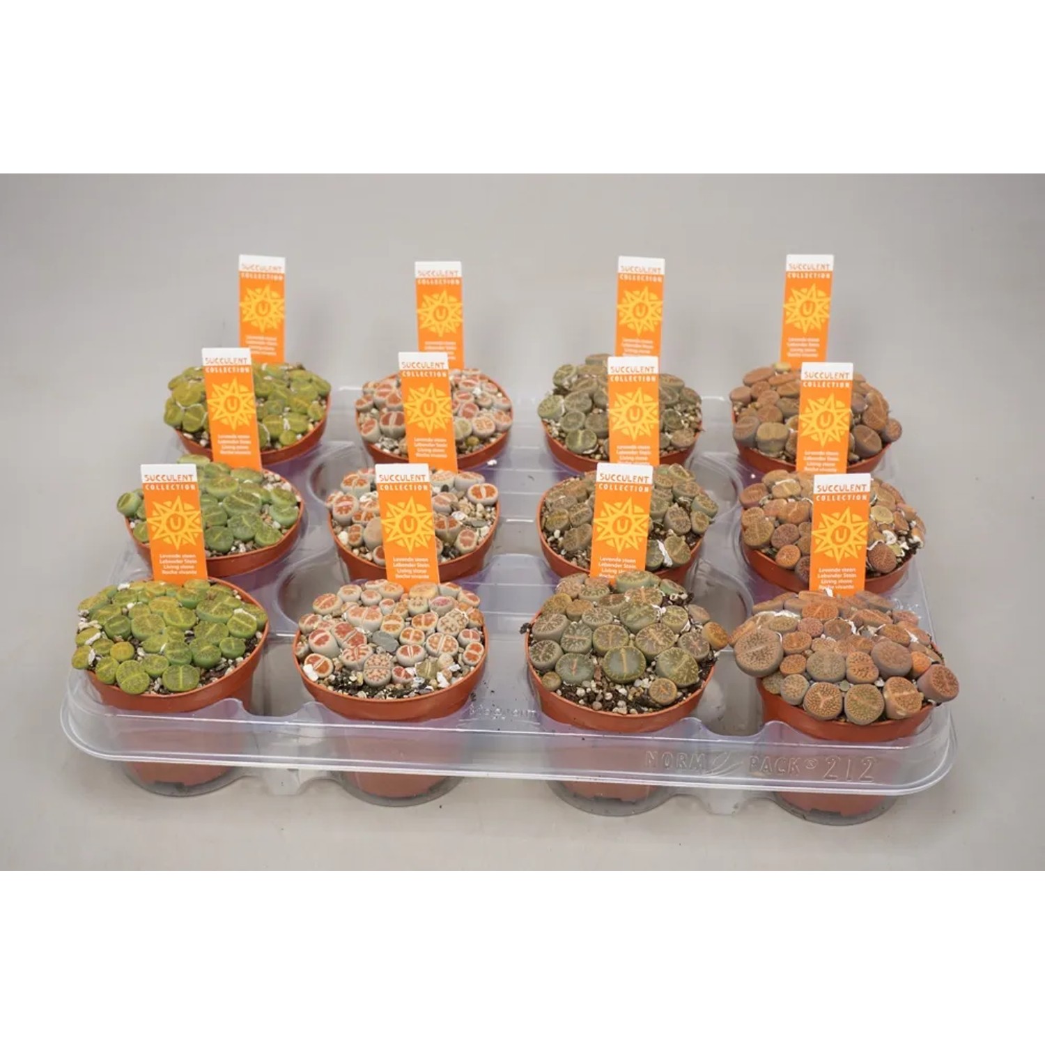 Żywe kamienie (Lithops) wys. 7-10cm don. 8,5cm
