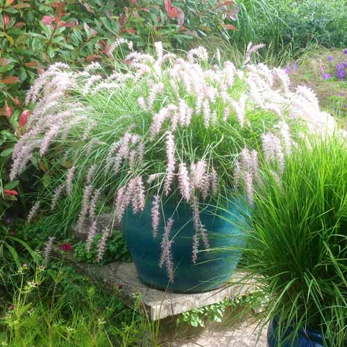 1 buc, Pennisetum comun - Răsaduri: Mod de ambalare: 1 buc