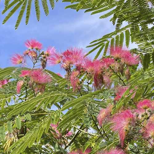 1 db, Selyemakác (Albizia) Ombrella PBR, C7,5 - Palánták: Mod de ambalare: 1 db