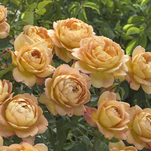 English Rose Lady of Shalott , C5 - Plántulas: Ilość w opakowaniu: 1 plantas