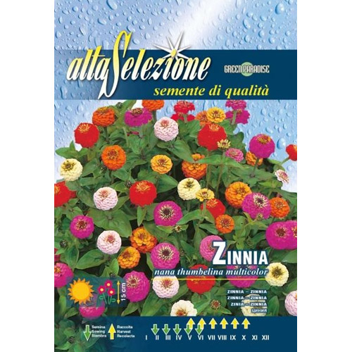 1 szt, Cynia wytworna Thumbelina, mieszanka kolorów Morami - Nasiona: Ilość w opakowaniu: 1 g