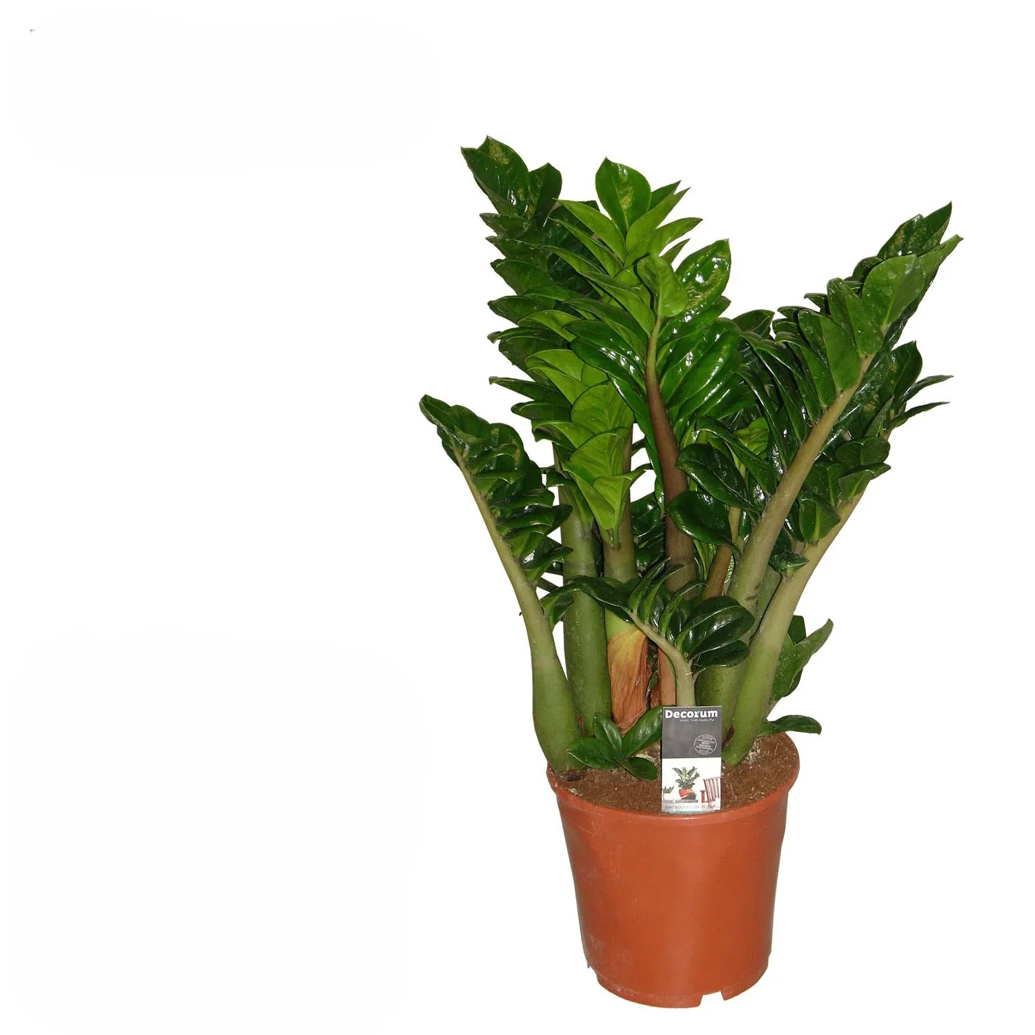 Zamiokulkas zamiolistny (Zamioculcas zamiifolia Zenzi) don. 21 cm