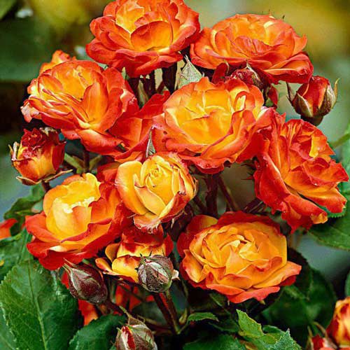 1 saz, Růže floribunda Rumba - : Monžstvo balíkov: 1 saz