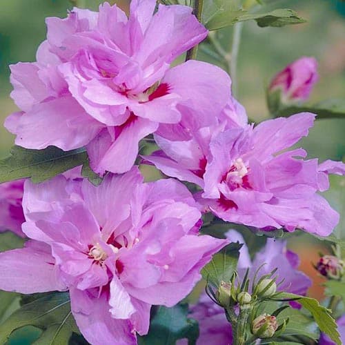 1 Pflanze(n), Hibiskus Ardens, P9 - Setzlinge: Ilość w opakowaniu: 1 Pflanze(n)
