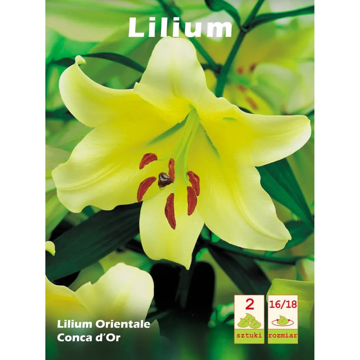 Lilia Conca D Or 2 szt.
