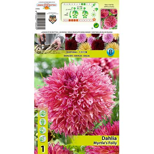 1 buc, Dalie Myrtle’s Folly - Bulbi: Mod de ambalare: 1 buc