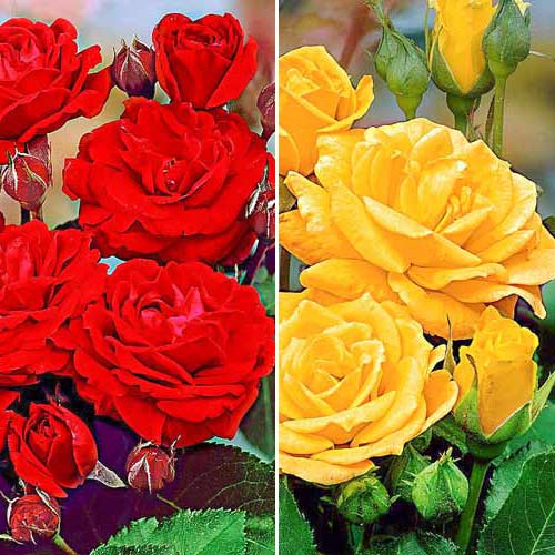 Super ofertă! Trandafiri floribunda Duo, 2 soiuri - Butași: Mod de ambalare: 2 buc