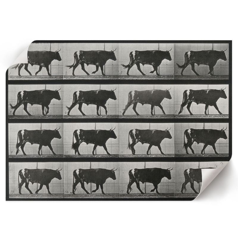 Plakat Do Kuchni ArtPrintCave 29,7x21 cm Byk w marszu Eadweard Muybridge 1 szt.