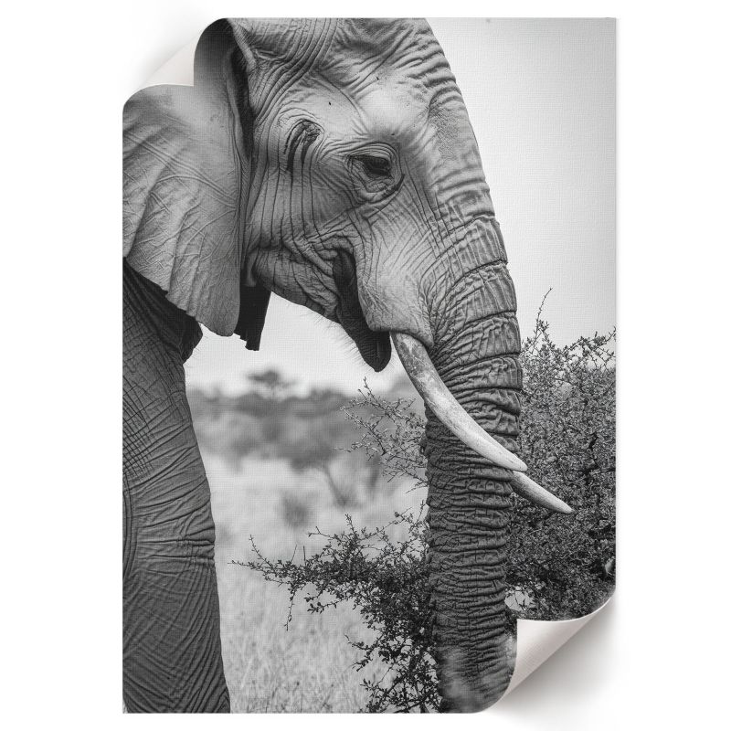 Plakat Do Kuchni ArtPrintCave 59,5x84 cm Słoń z profilu Nyra 1 szt.