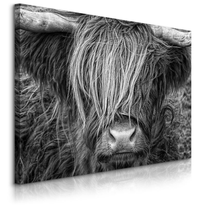Obraz Muralo Krowa Szkocka Zwierzęta Natura Do Salonu Sypialni 90x60 cm 1 szt.
